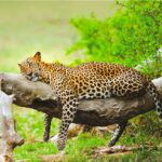 leopard