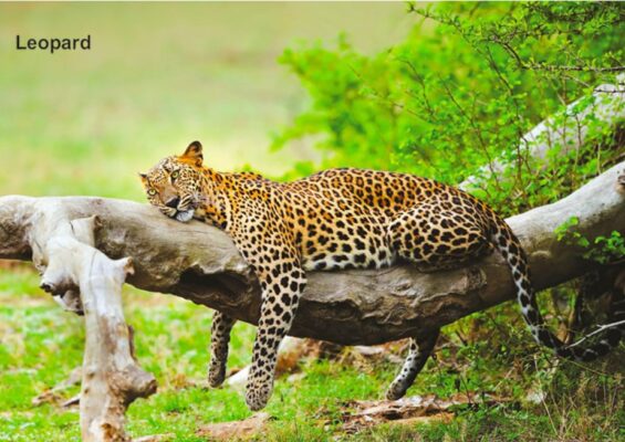 leopard