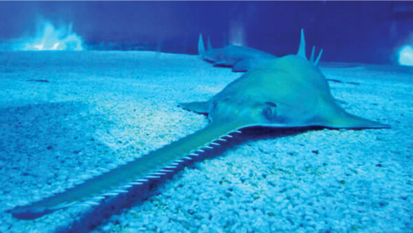 sawfish