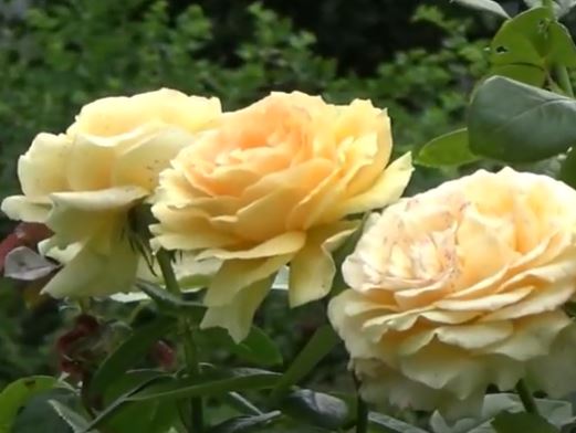 18 Yellow Roses - Gehan Gunasekera