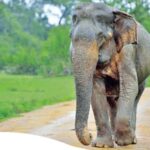 elephant