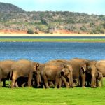 Resolving human-elephant conflict: It’s High Time to Treat the Root Cause - By Bernard Fernando