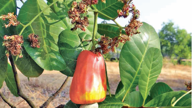Cashew