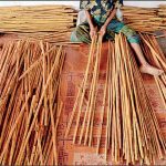Ceylon Cinnamon clinches country’s first GI status