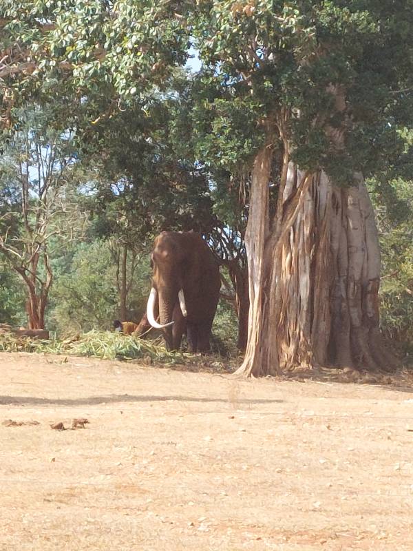 African Elephant