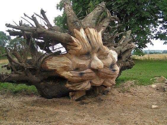 TREES