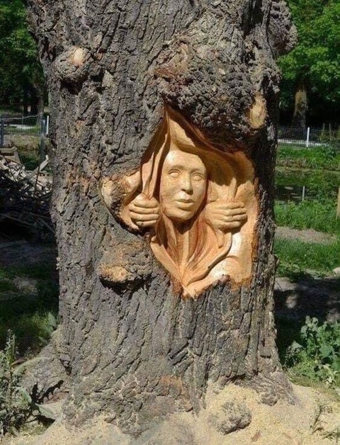 TREES