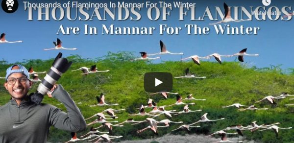 Thousands of Flamingos In Mannar For The Winter