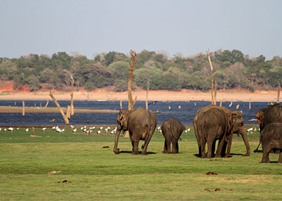 "WILDLIFE FACTS" – by Des Kelly