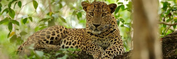 "WILDLIFE FACTS" – by Des Kelly