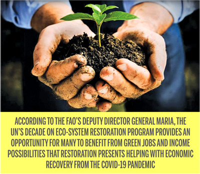 International Day of Forests tomorrow Healthy forests mean healthy people - by NIMAL WIJESINGHE