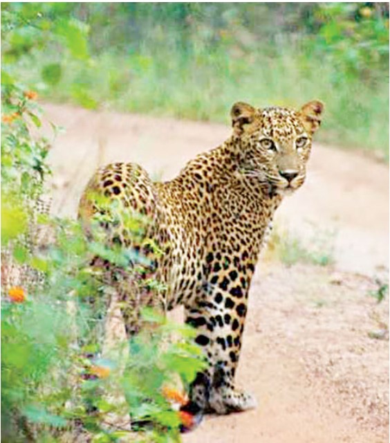 Wildlife Parks