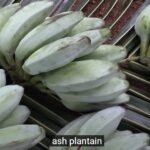 Ash Plantain