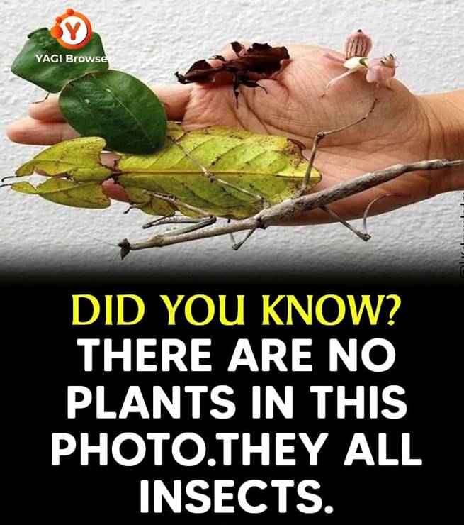 BAKERBENNETT BROADSIDE 