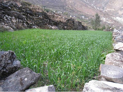 Hiking the Tiger Leaping Gorge - by GEORGE BRAINE