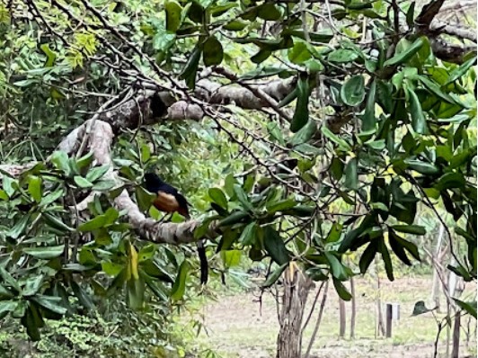 Kala Oya
