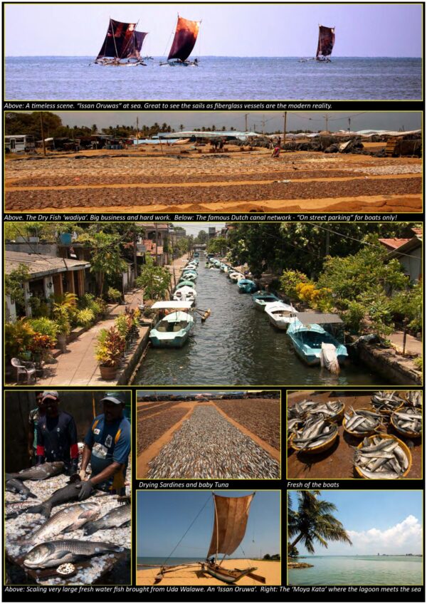 Negombo – by Stefan D'silva