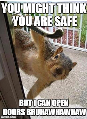 SQUIRRELS SAY