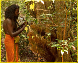 Gal Oya – by Stefan D'silva