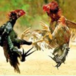 Stories Behind Names of Places in Sri Lanka: KUKULEGAMA - by Dr. Nimal Sedera