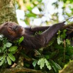 Why humans get less sleep than other primates - By Elizabeth Preston