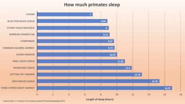 Why humans get less sleep than other primates - By Elizabeth Preston