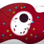 Insulin Sensitivity, insulin resistance and insulin unresponsiveness - By Dr harold Gunatillake