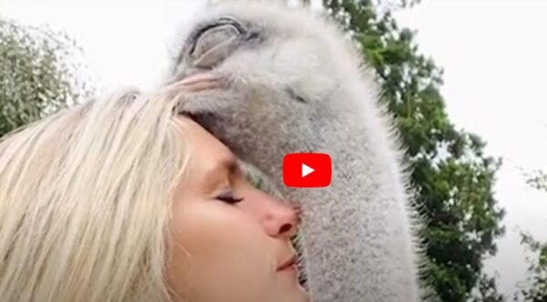 Animals and Humans Sharing a Deep Connection