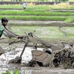 Around 80,000 mt of seed paddy needed - Agri-expert