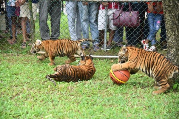 Bengali tiger cubs attract visitors at Zoo...