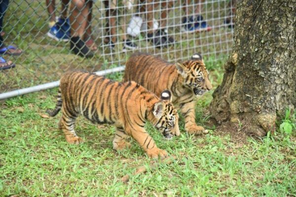 Bengali tiger cubs attract visitors at Zoo...