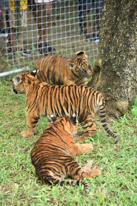 Bengali tiger cubs attract visitors at Zoo...