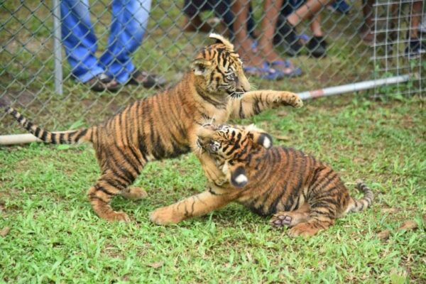 Bengali tiger cubs attract visitors at Zoo...