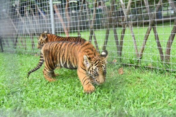 Bengali tiger cubs attract visitors at Zoo...