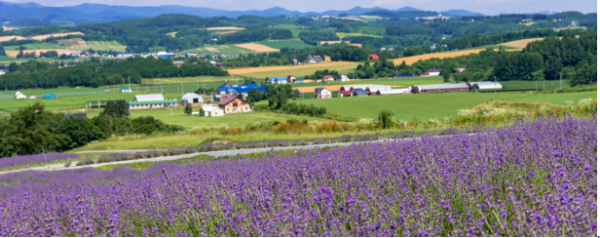 Furano - for lavender and melons - GEORGE BRAINE