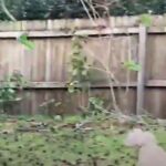 dog the leader
