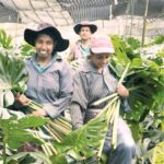 Agriculture