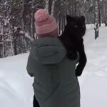 Cats and dogs
