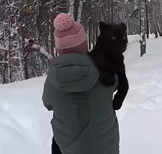 Cats and dogs