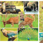 Elephant Reach Yala