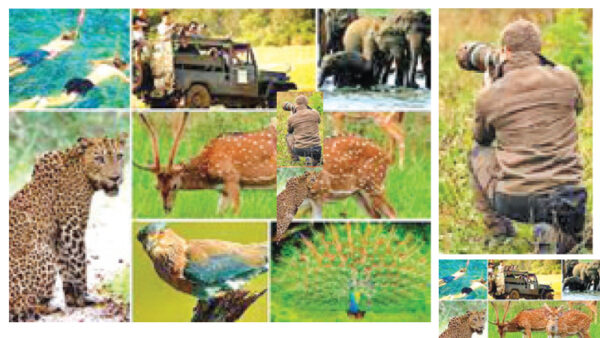 Elephant Reach Yala