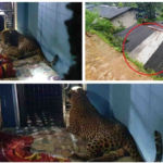 Leopard falls into house, rescued after 16 hrs (Video)