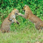leopards