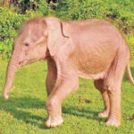 white elephant