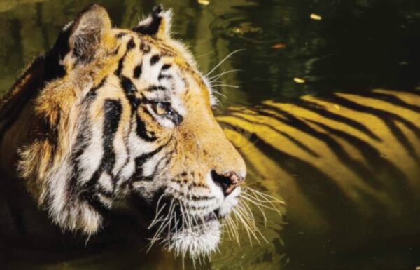 Ridiyagama Safari Park