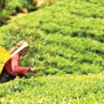 Tea exports