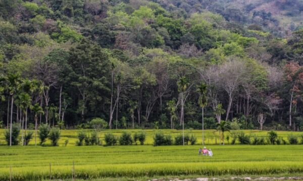 paddy field