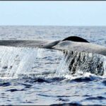 whale