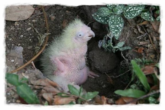 COCKATOO LOVE STORY 15