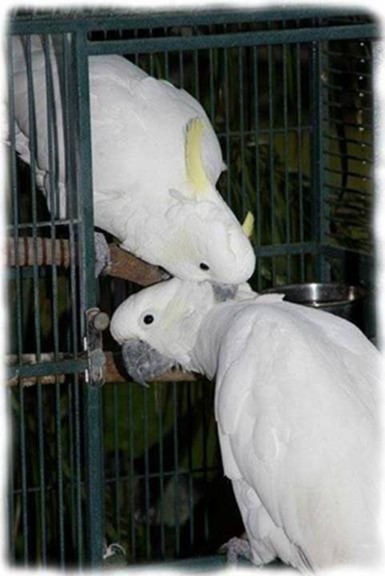 COCKATOO LOVE STORY 6